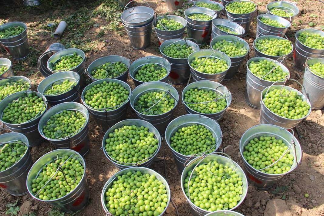 Sadece bu kentte yetişiyor: Kilosu 100 TL'den kapışılıyor! Hasat, bu yıl erken başladı 10